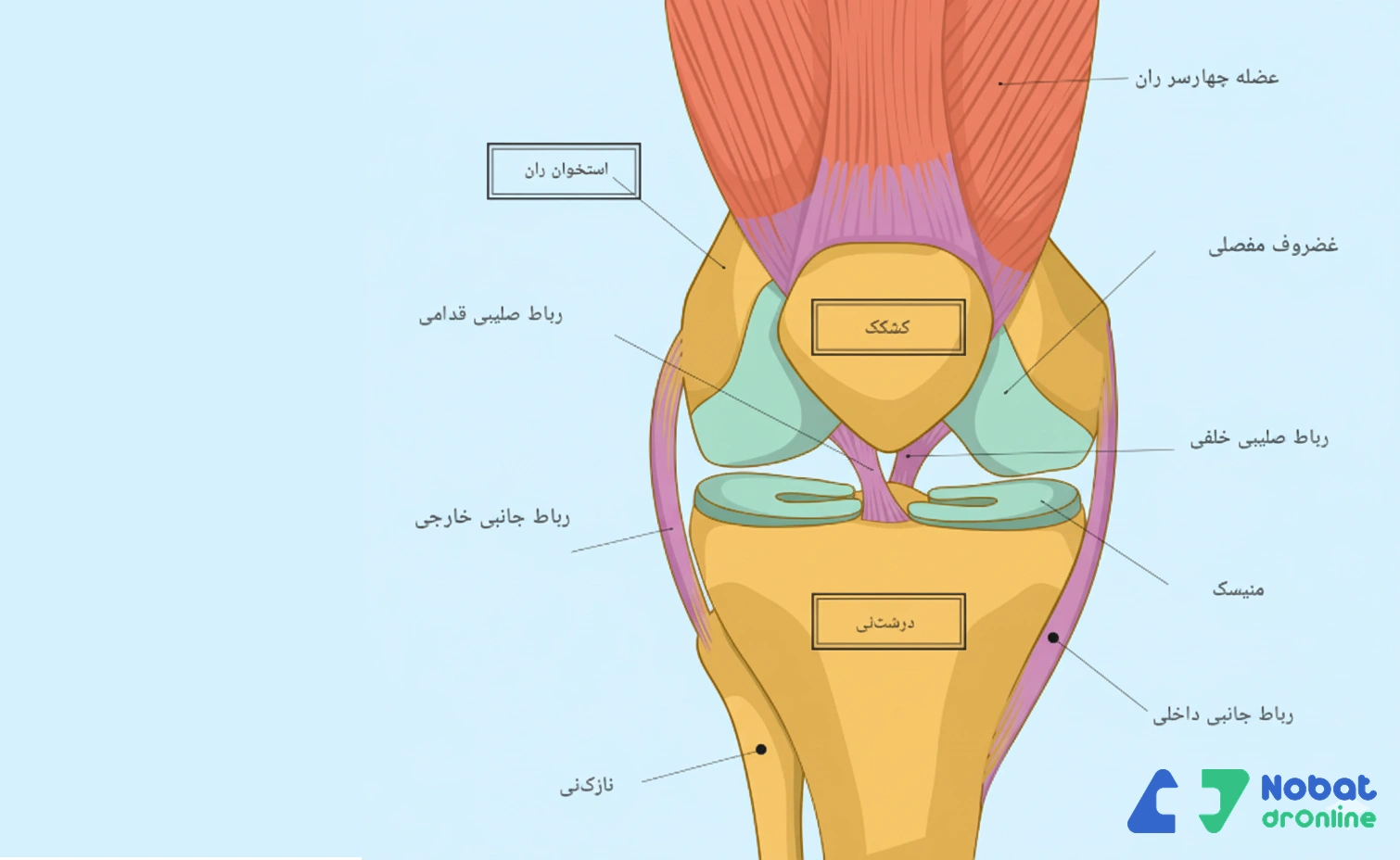 بالای زانو و آناتومی آن