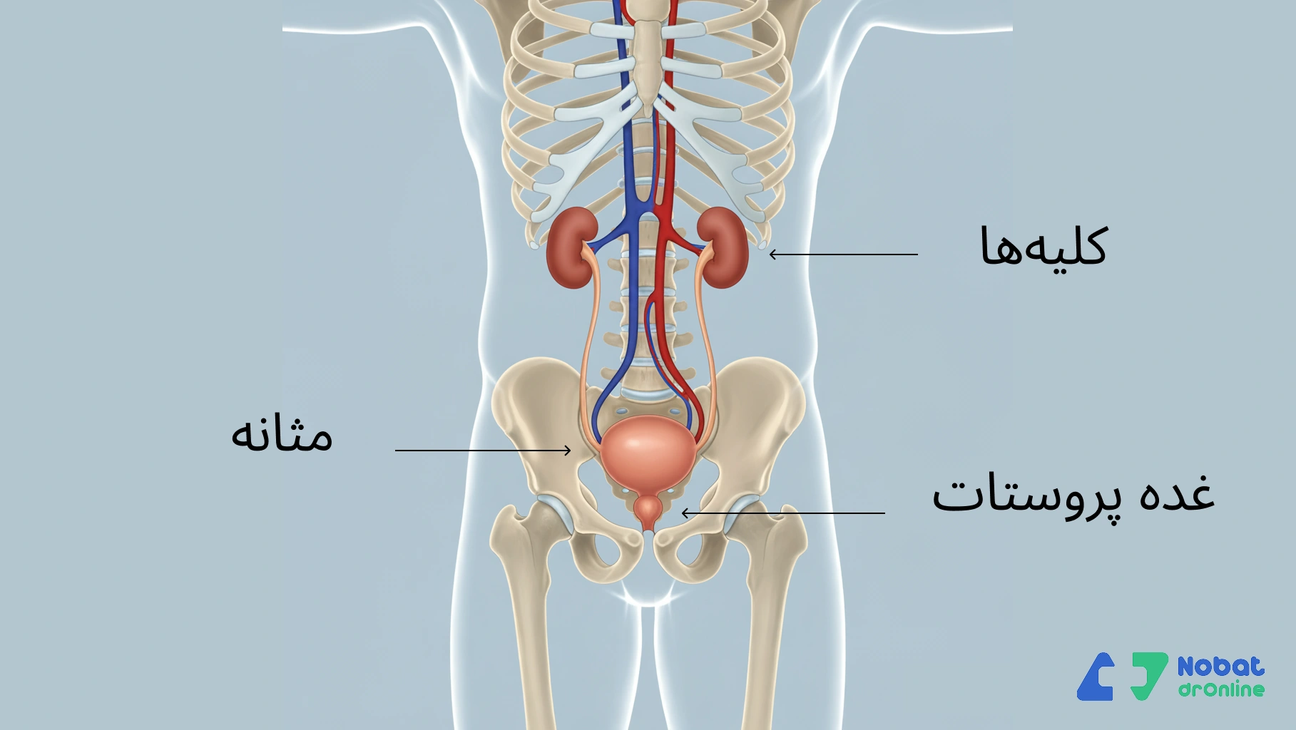 علل کمردرد و تکرر ادرار در مردان